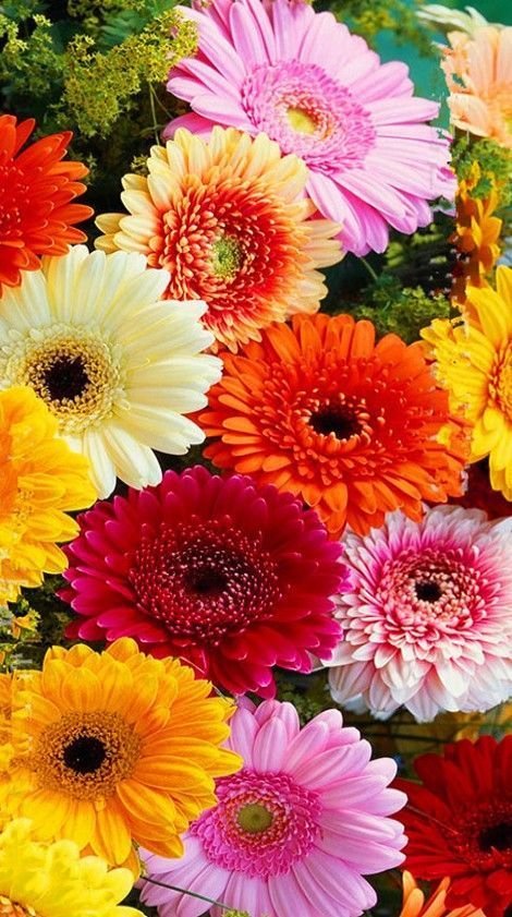 Gerbera Daisy