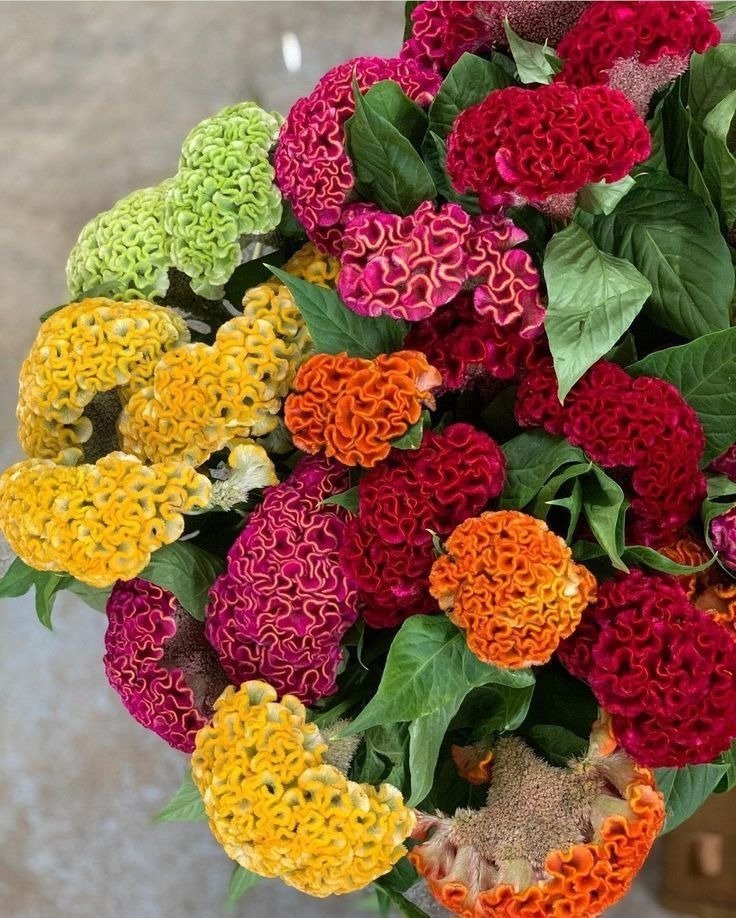 Cockscomb